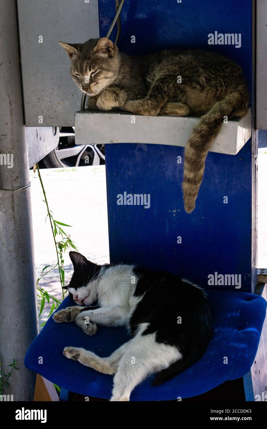 Two tabby white cats hi-res stock photography and images - Alamy
