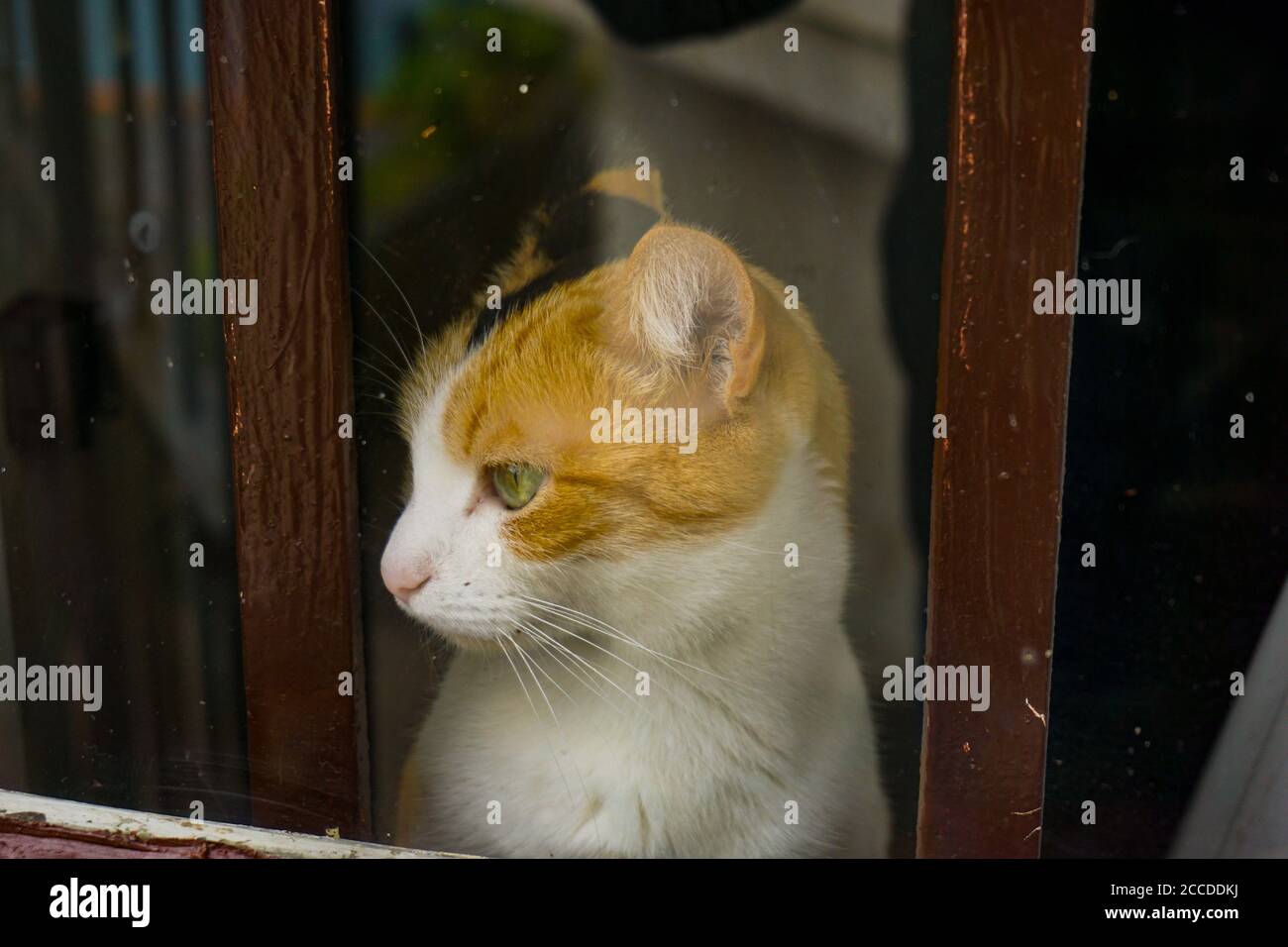 Thoughtful cat in the window Stock Photo