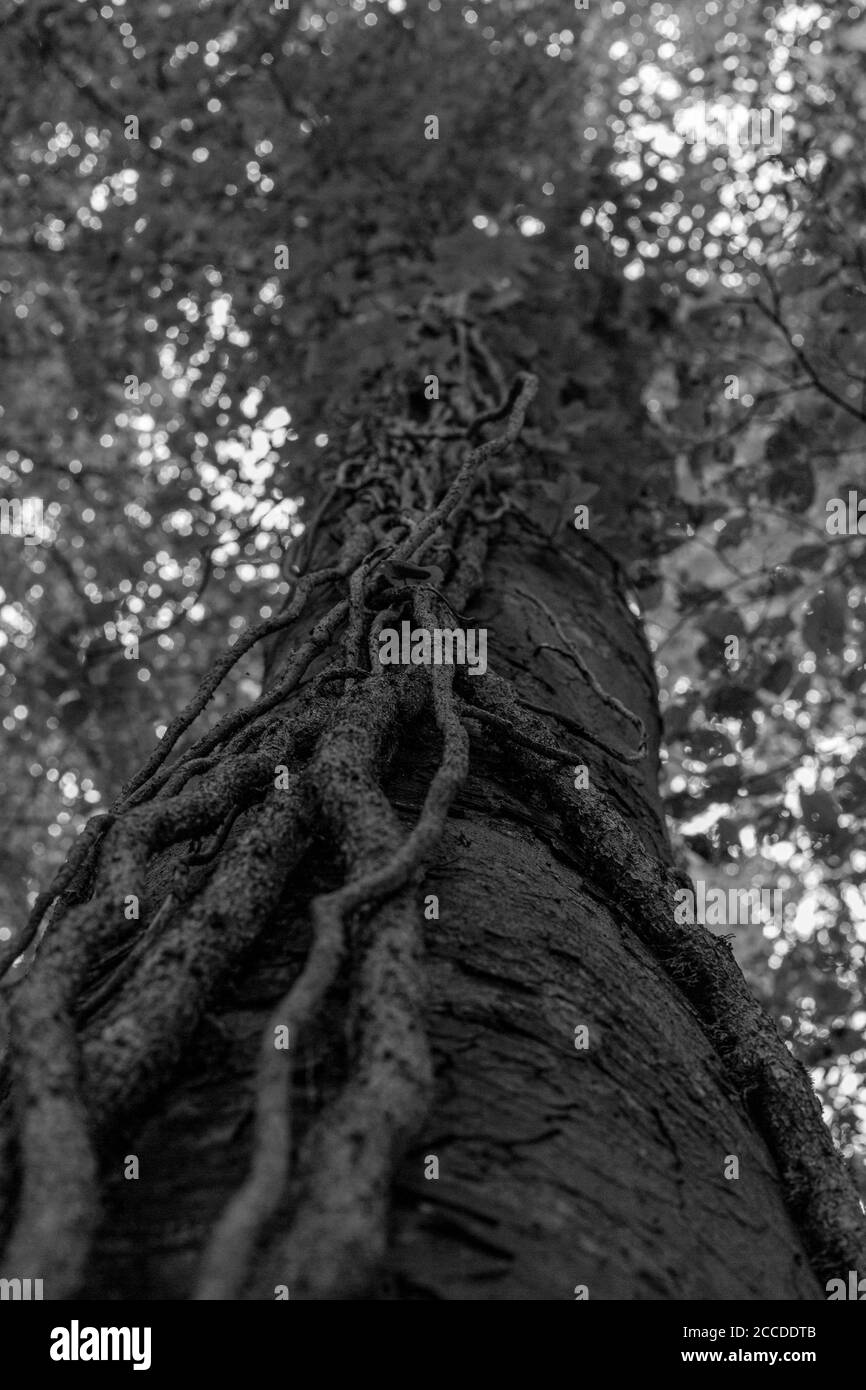 Linn Park, Glasgow Stock Photo Alamy