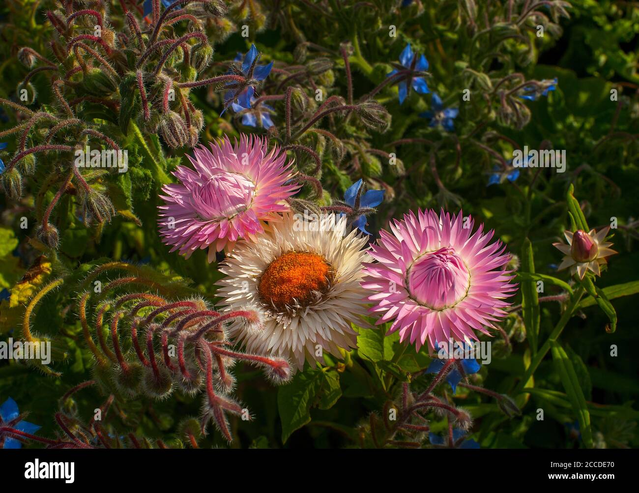 Three Aster and Anemone Flowers In Glade Stock Photo