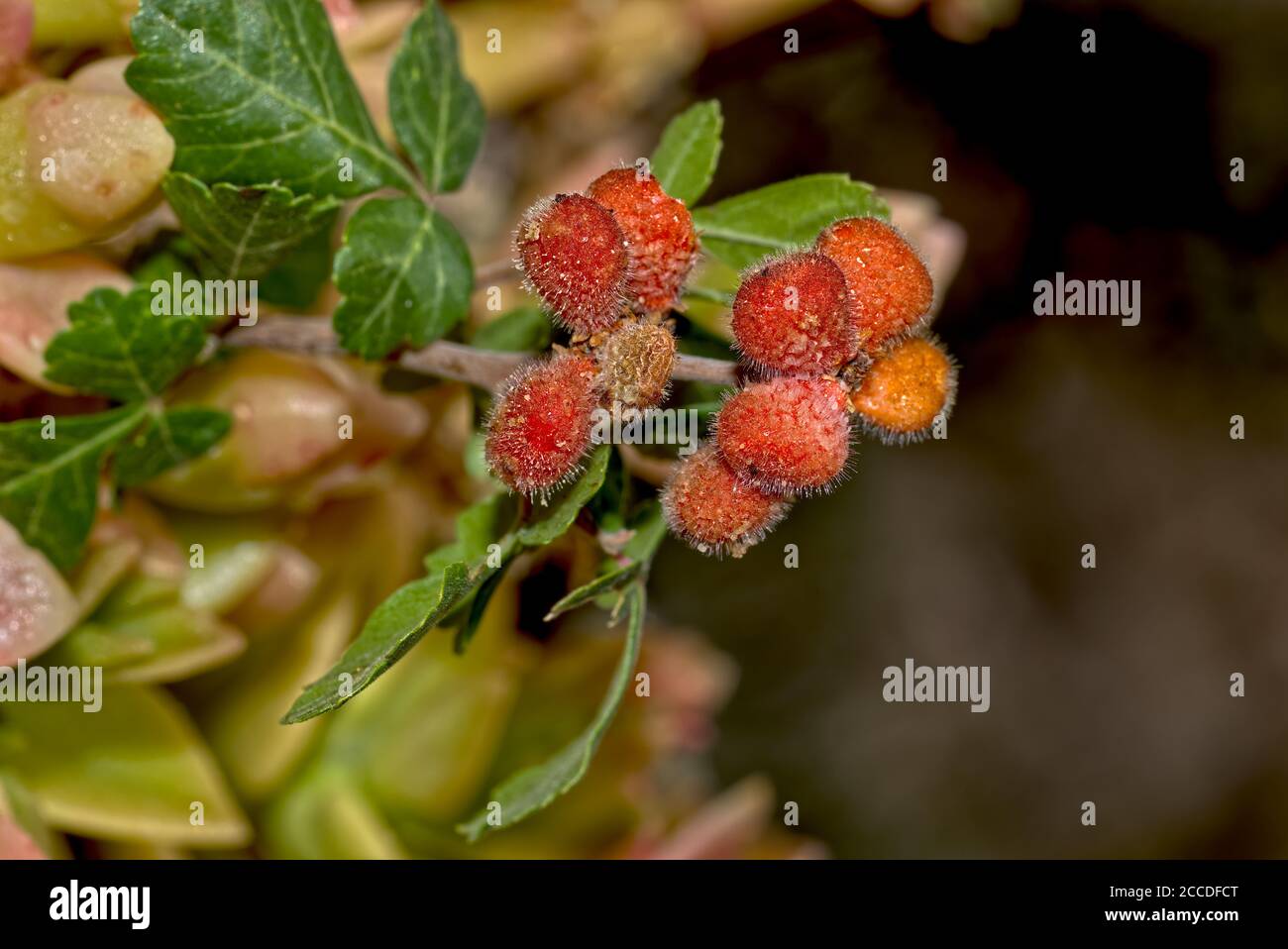 The fruit of the Fragrant Sumac native to Arizona, alson known as the Skunk Bush. The fruit is edible and tastes kind of tarty like a Lime. This fruit Stock Photo