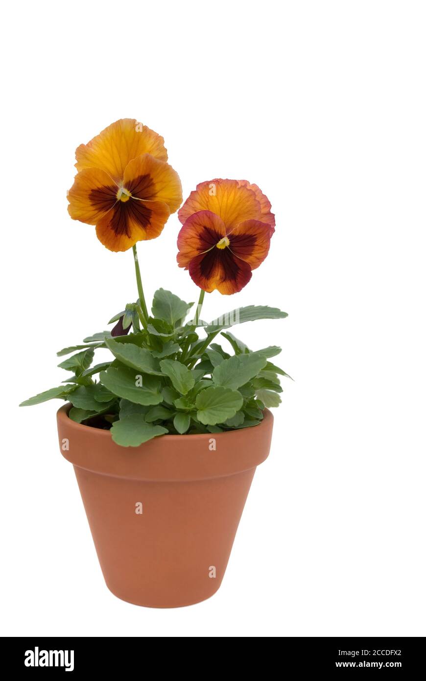 isolated pansies in flower pot against white background Stock Photo