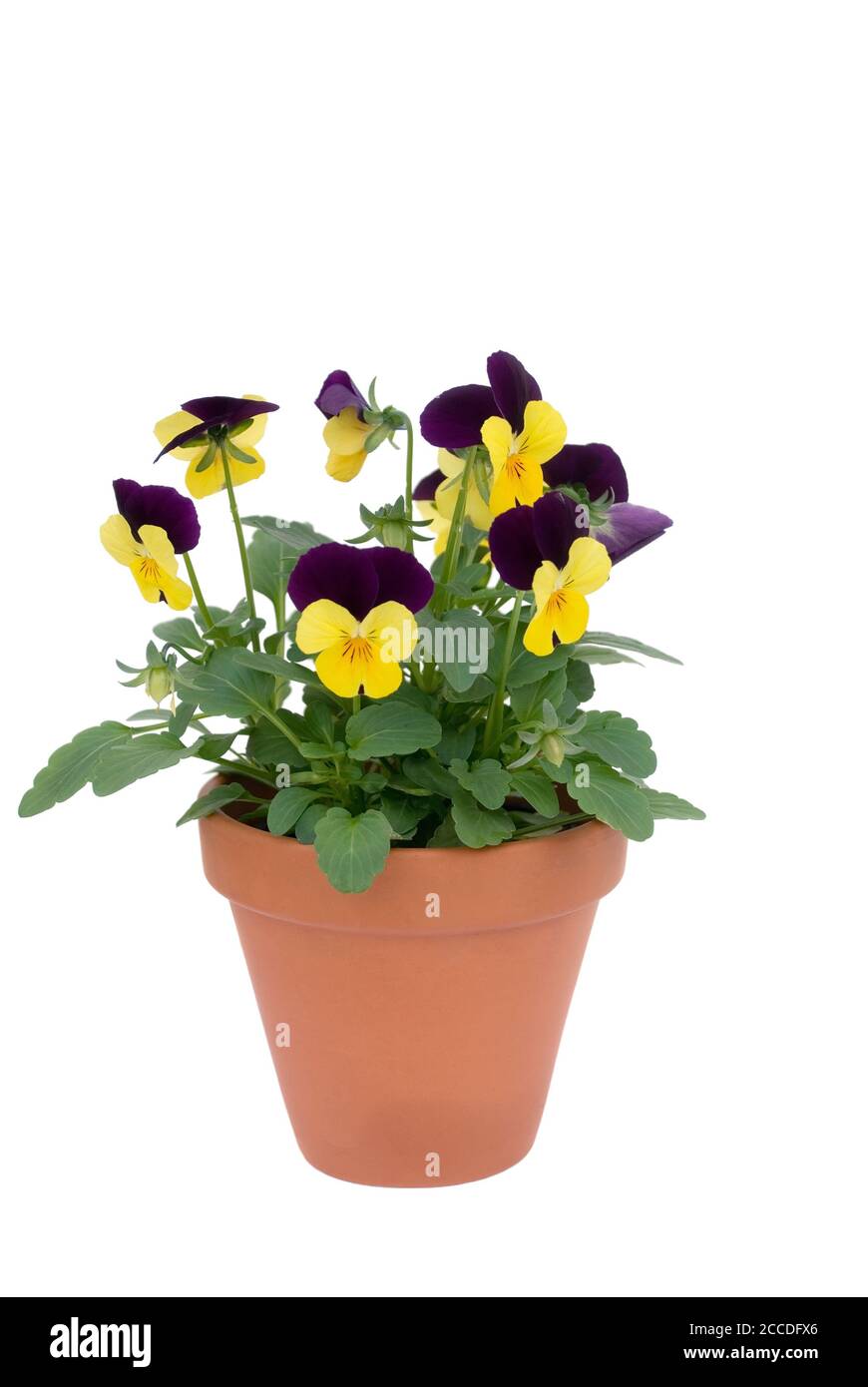isolated pansies in flower pot against white background Stock Photo