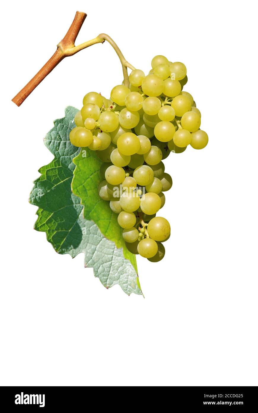 grapes on white background Stock Photo
