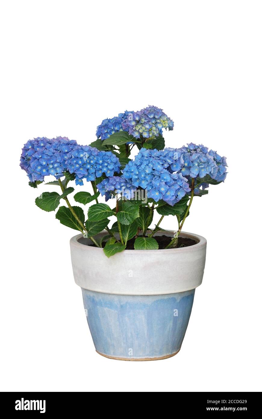 blue hydrangeas in flower pot against white background Stock Photo