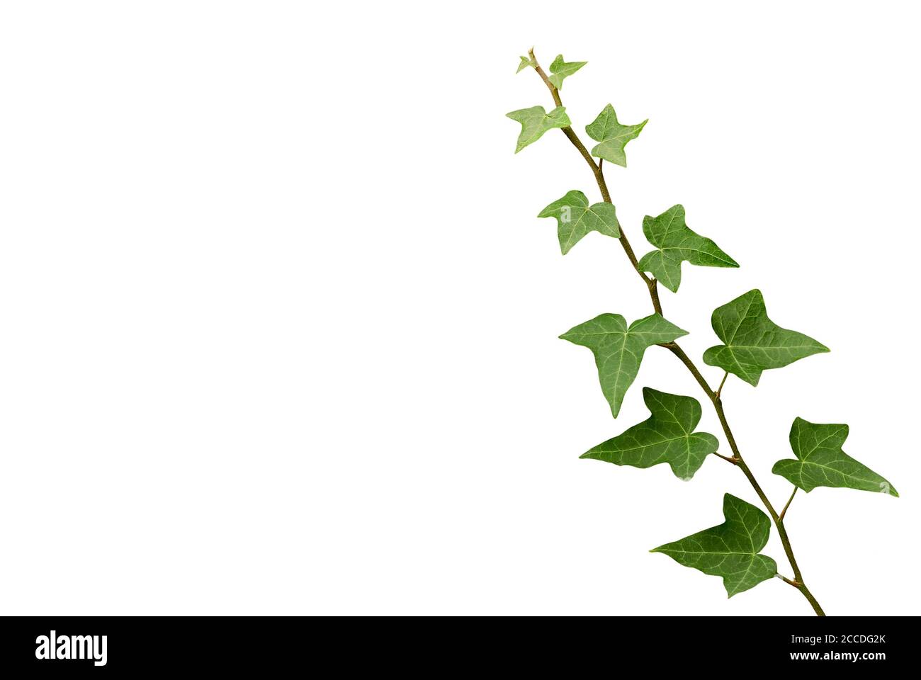 ivy on white background Stock Photo