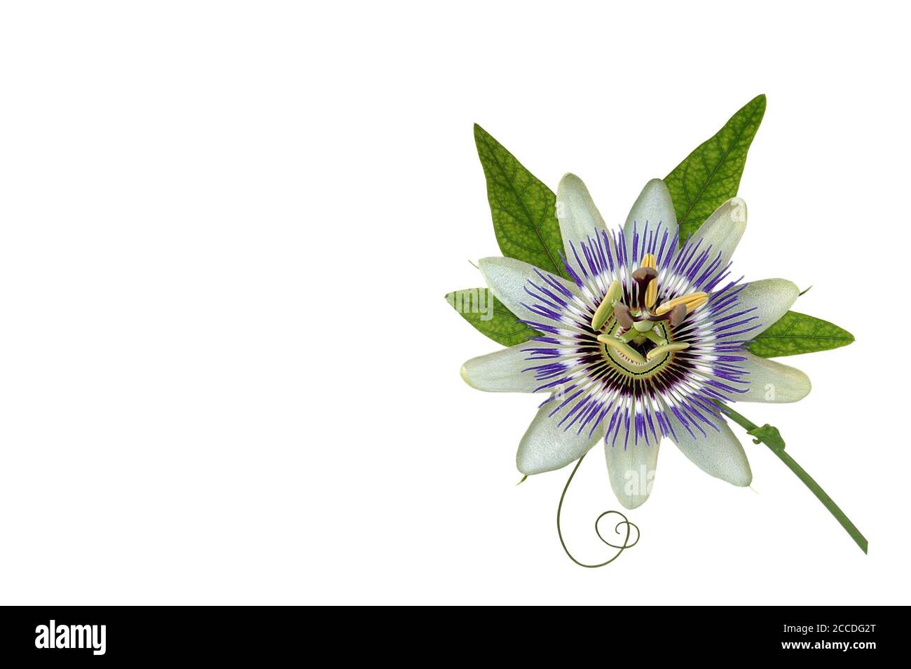 isolated flower lies on white background Stock Photo Alamy