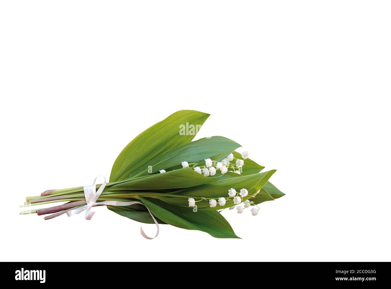 isolated lily of the valley lies on white background Stock Photo