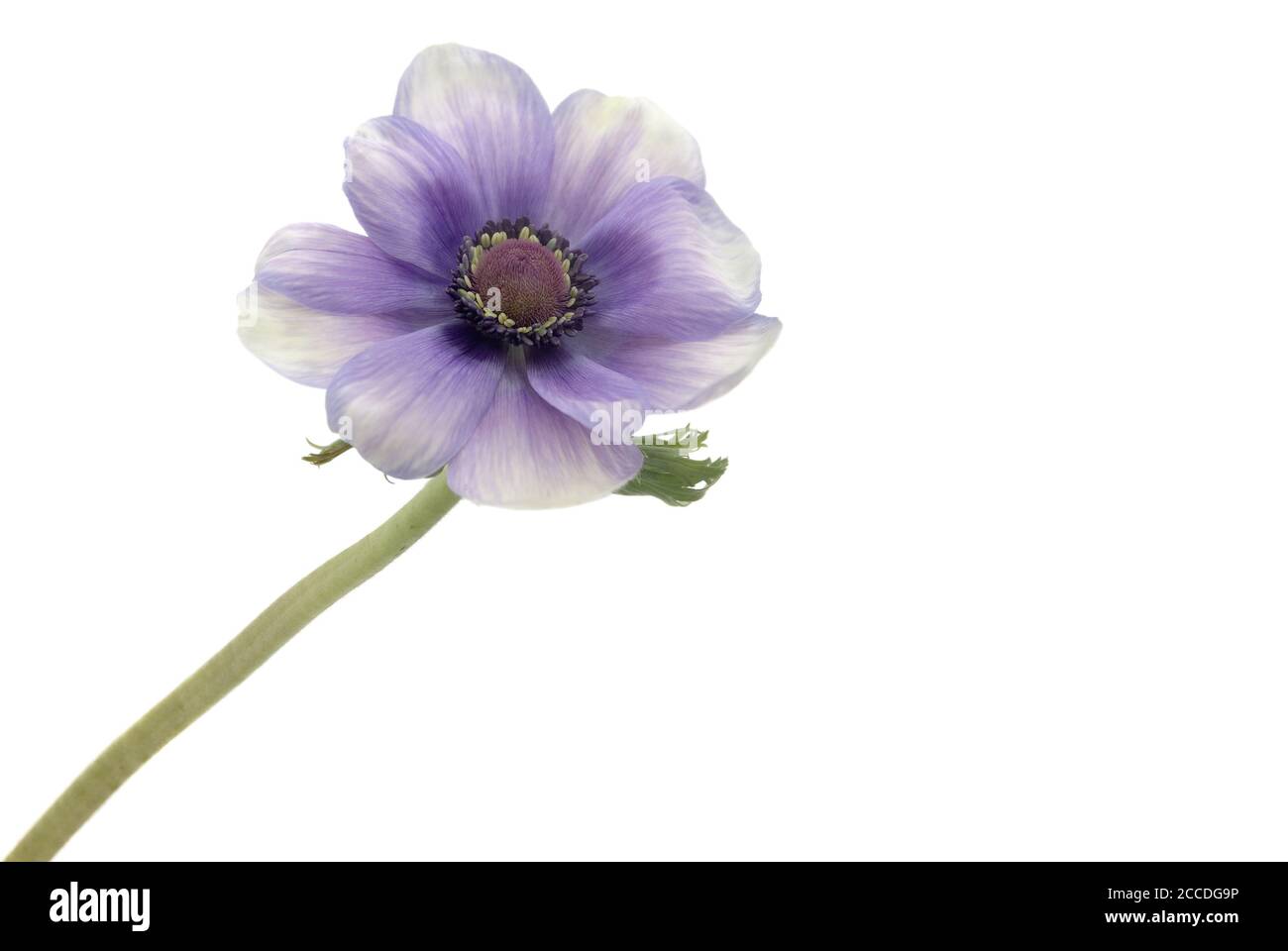 isolated anemone on white background Stock Photo - Alamy