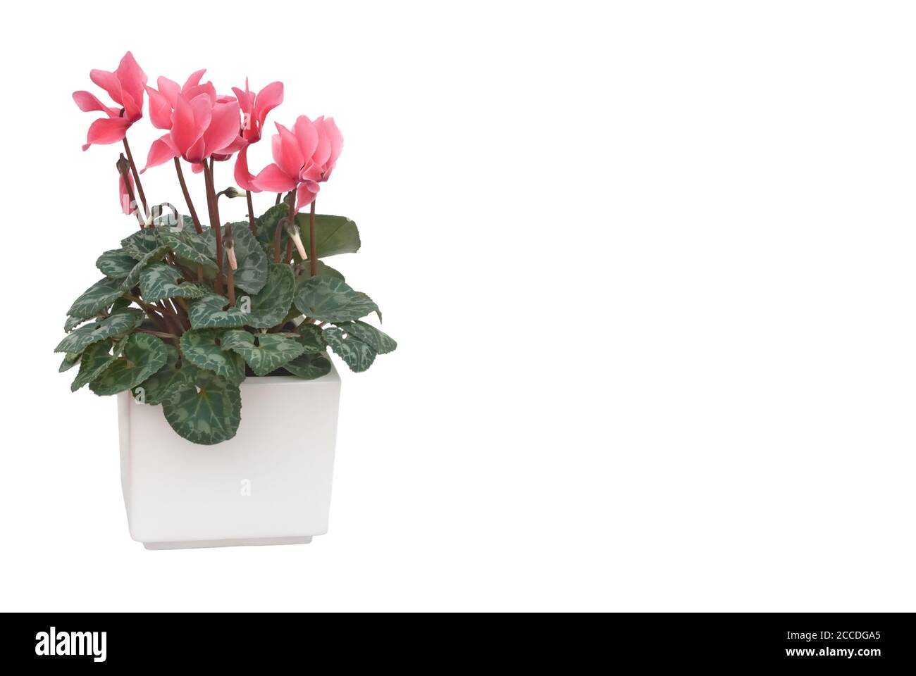 Cyclamen in a flower pot against a white background Stock Photo