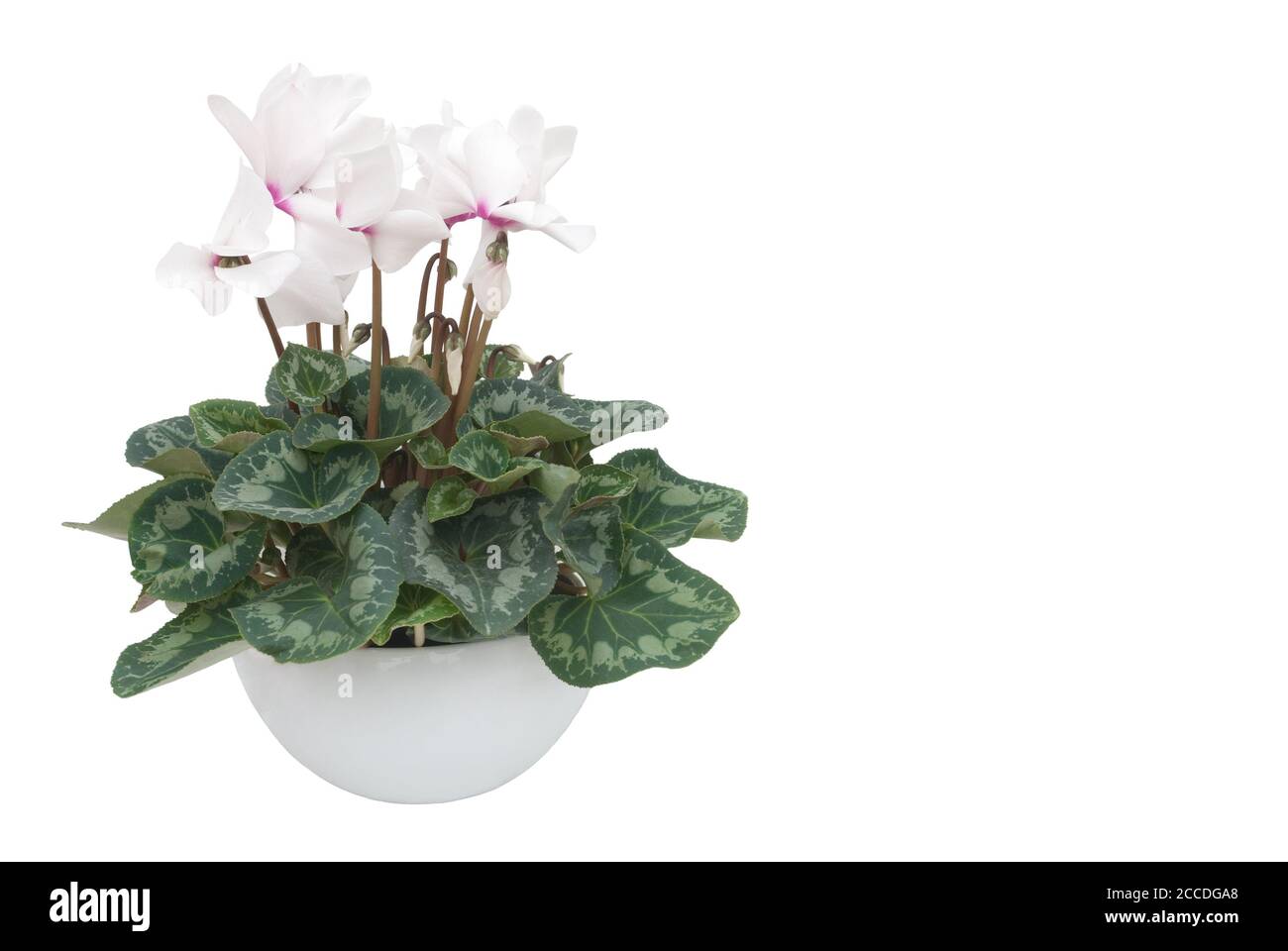 Cyclamen in a flower pot against a white background Stock Photo