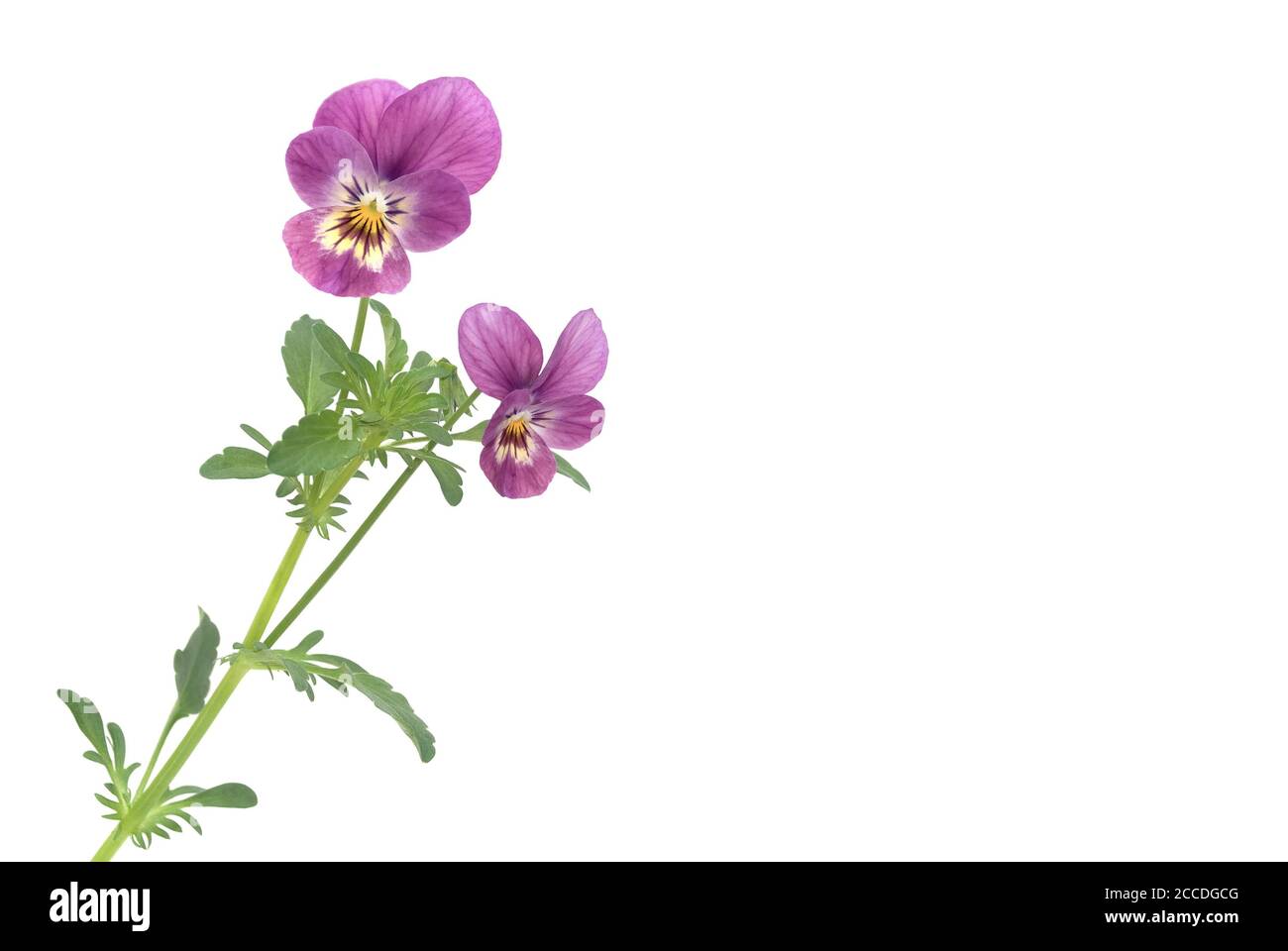 Isolated pansy against white background Stock Photo