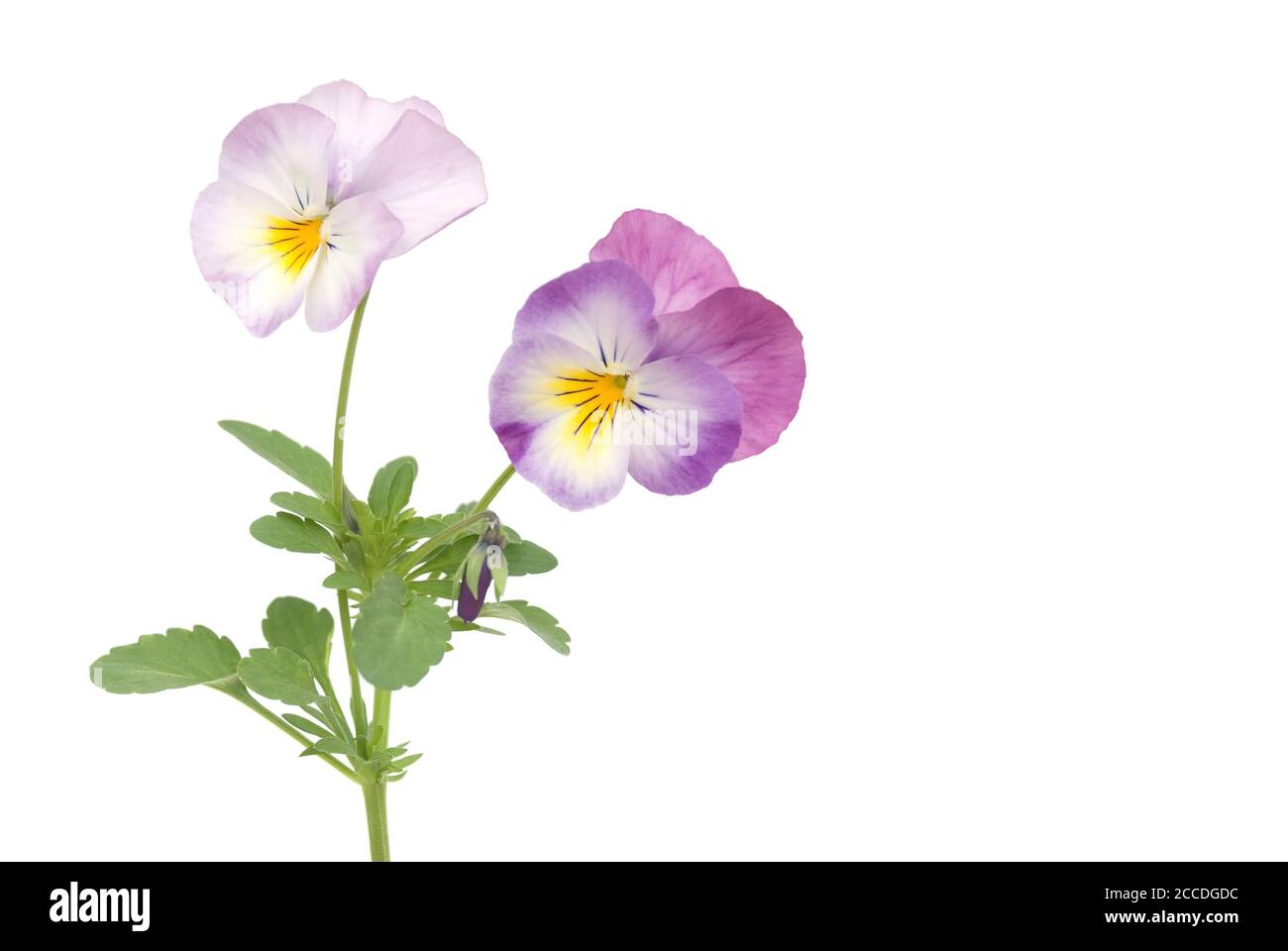 Isolated pansies against white background Stock Photo