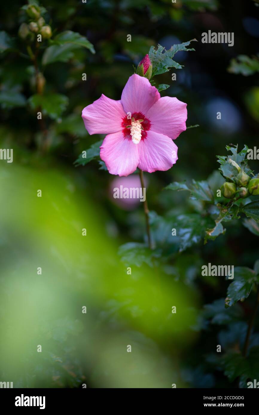 Althea bush hi-res stock photography and images - Alamy