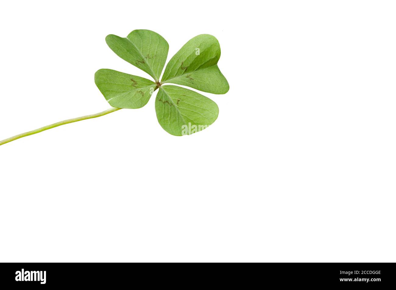 Lucky clover on a white background Stock Photo