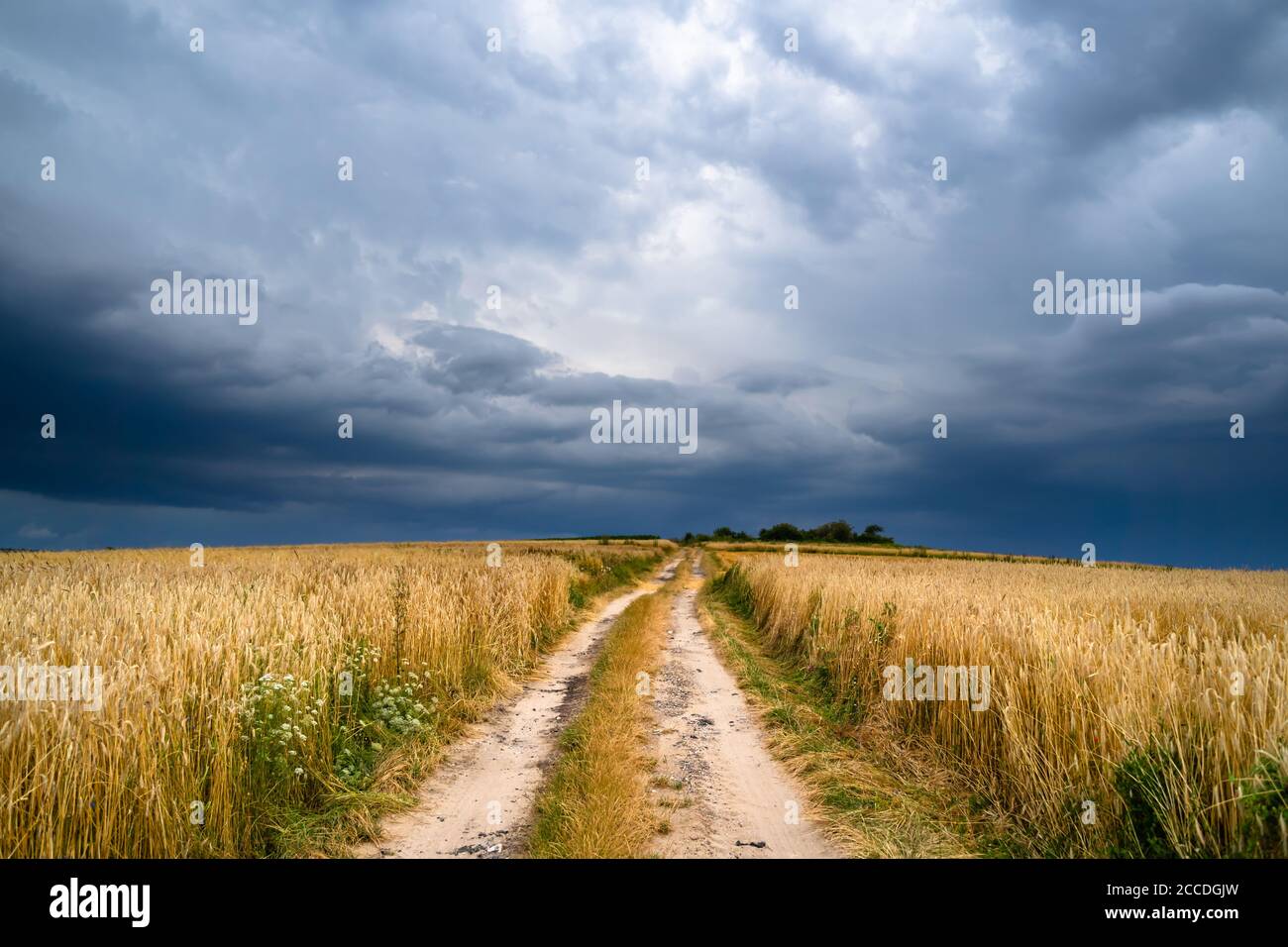 Dramatic storm clouds over rye fields. Country landscape of the hurricane. Very windy weather. Plain field of wheat against the background of dark sky Stock Photo