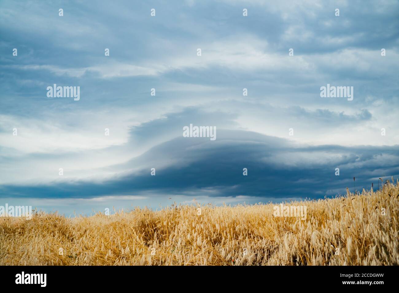 Rye fields hi-res stock photography and images - Alamy
