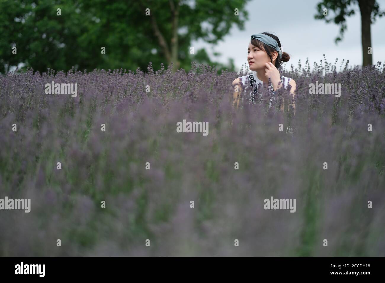 Long shoot of one beautiful Asian woman in lavender bush. Side face looking away. Blurred foreground Stock Photo