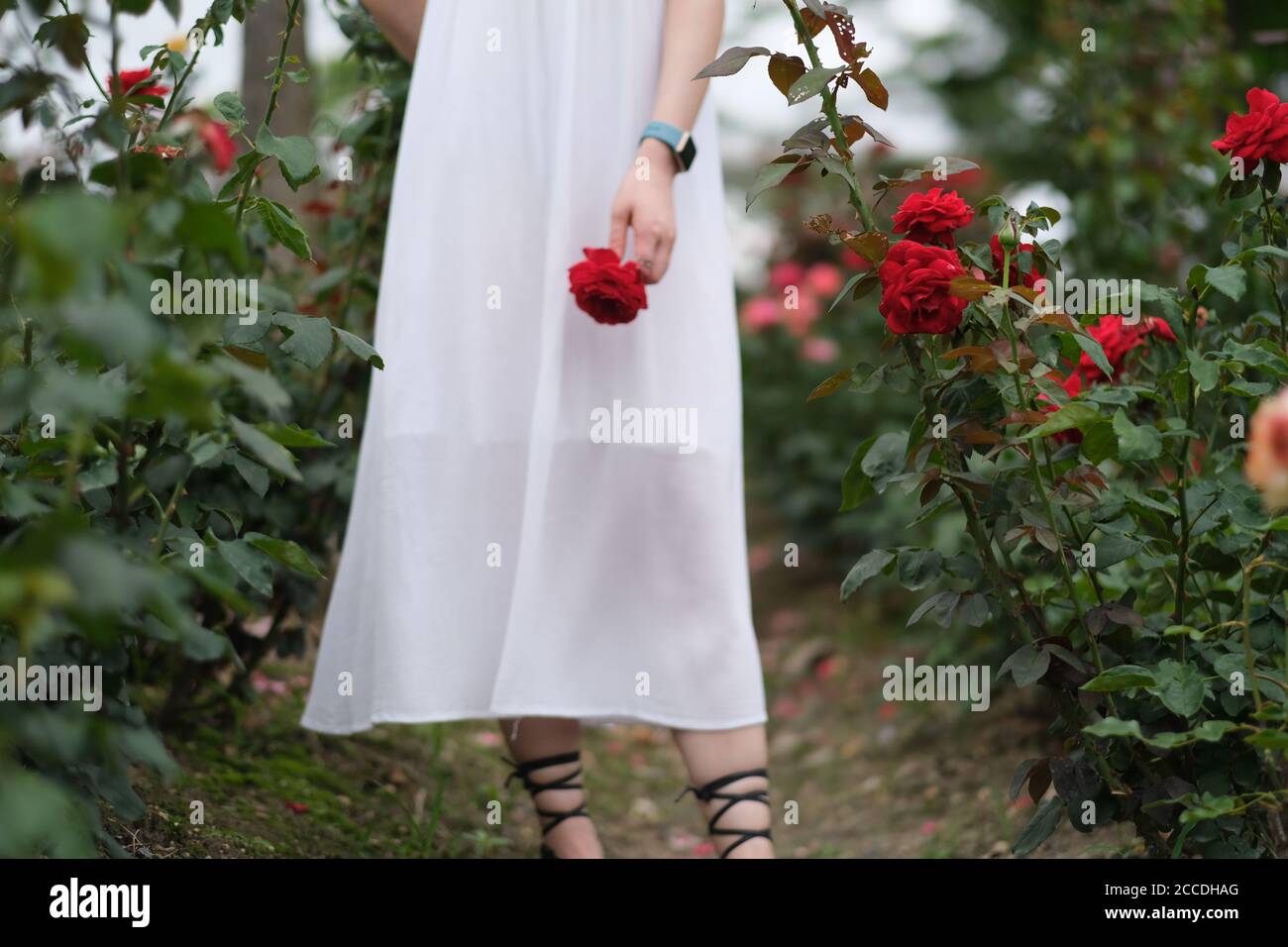 one young girl in pure white dress, holding a red rose, standing on the ...