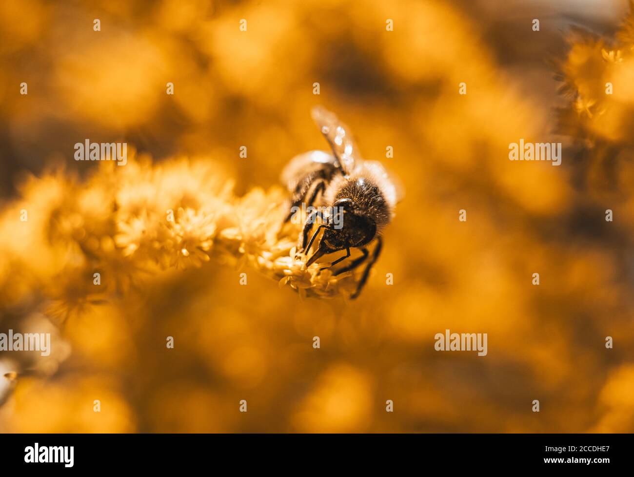 Small hard working bee gathering yellow flower pollen during sunny spring or summer day at the garden. Honeybees known for construction nests from wax Stock Photo