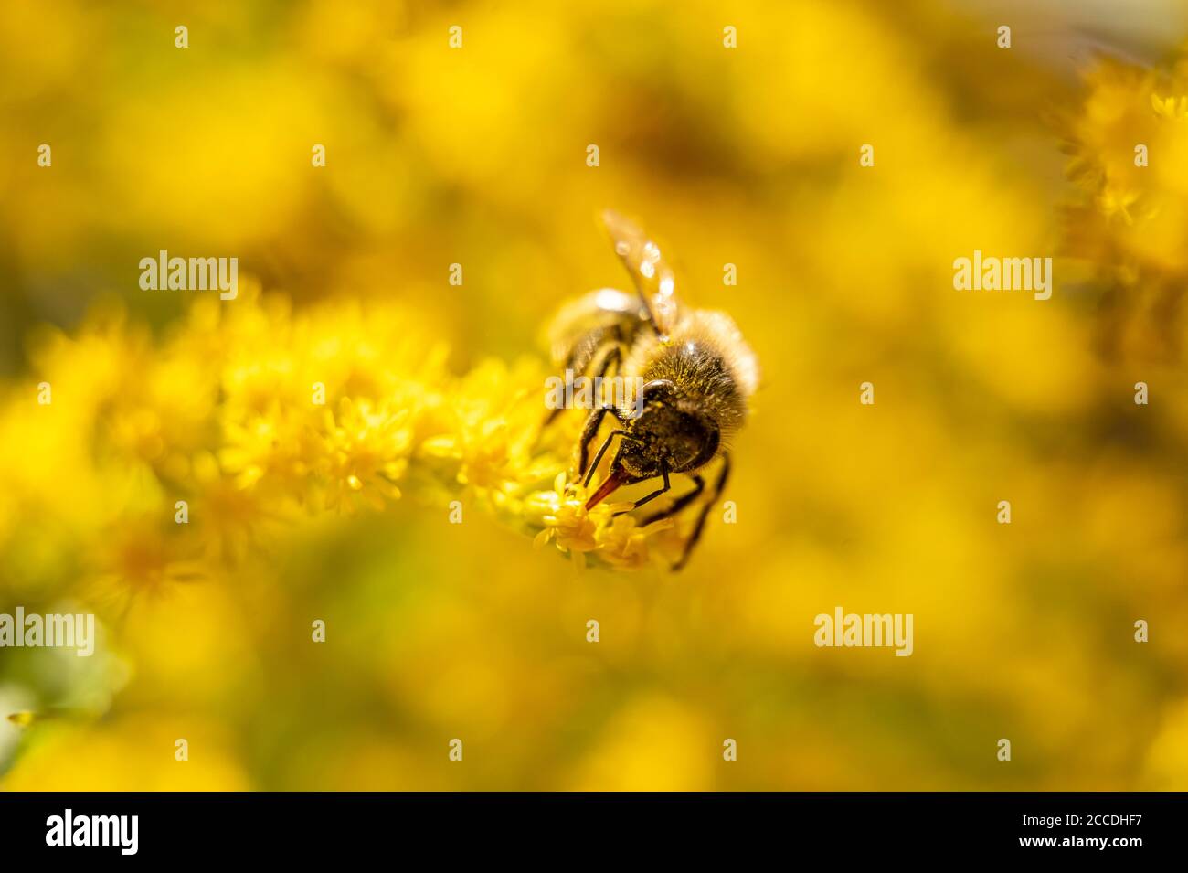 Small hard working bee gathering yellow flower pollen during sunny spring or summer day at the garden. Honeybees known for construction nests from wax Stock Photo