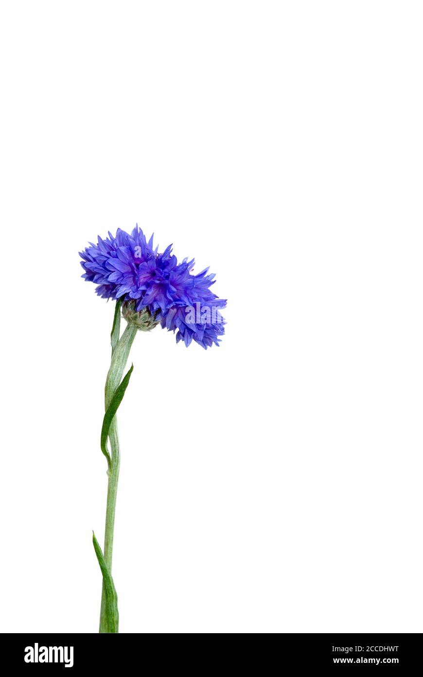 isolated flower lies on white background Stock Photo