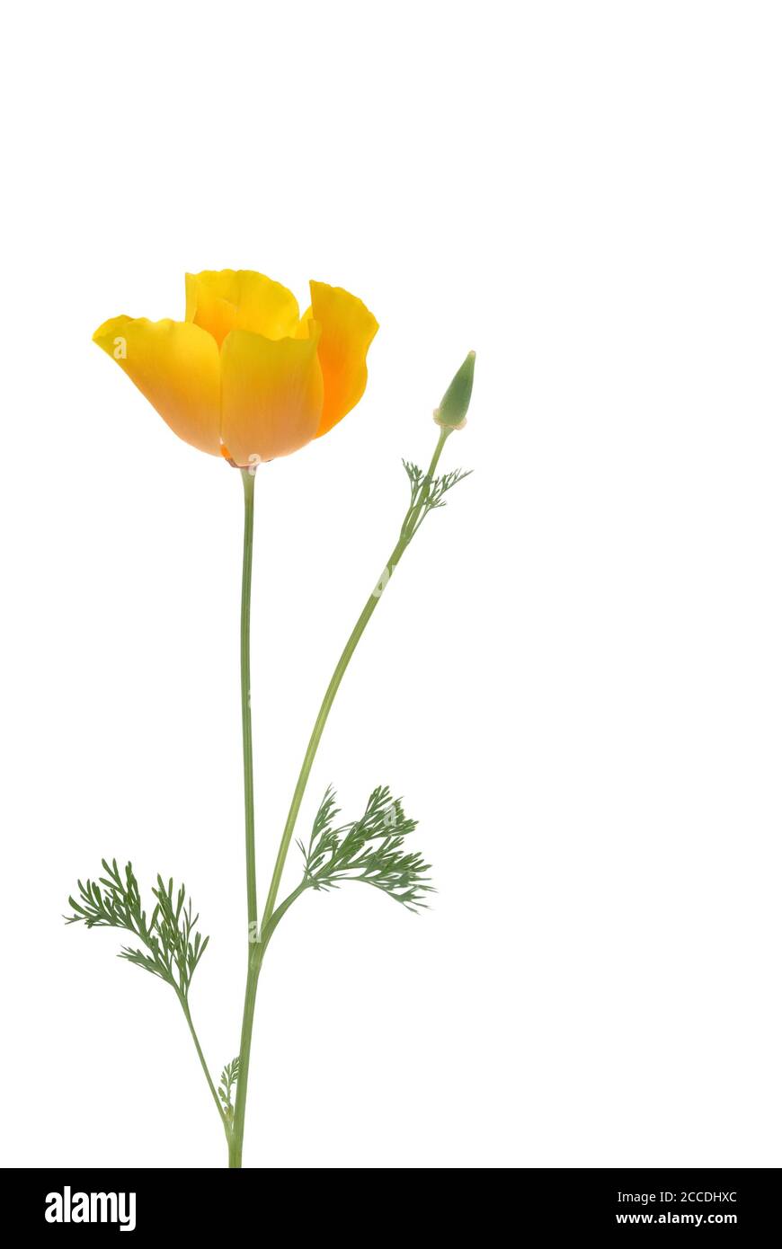 California poppy seeds on a white background Stock Photo