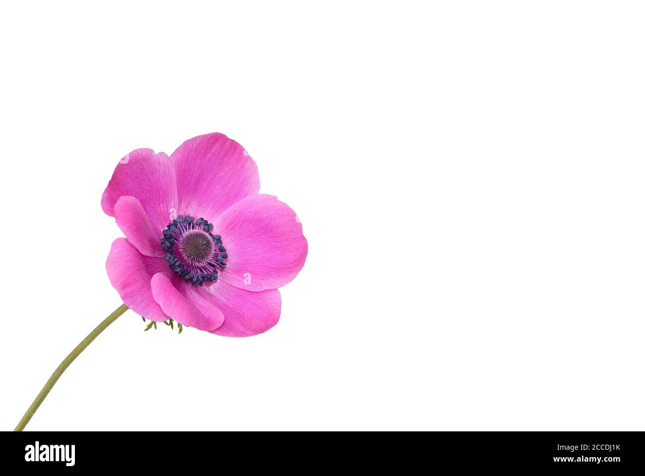 isolated anemone on white background Stock Photo - Alamy