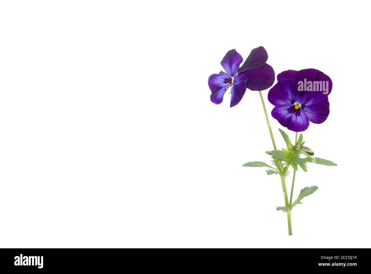 Isolated pansy against white background Stock Photo