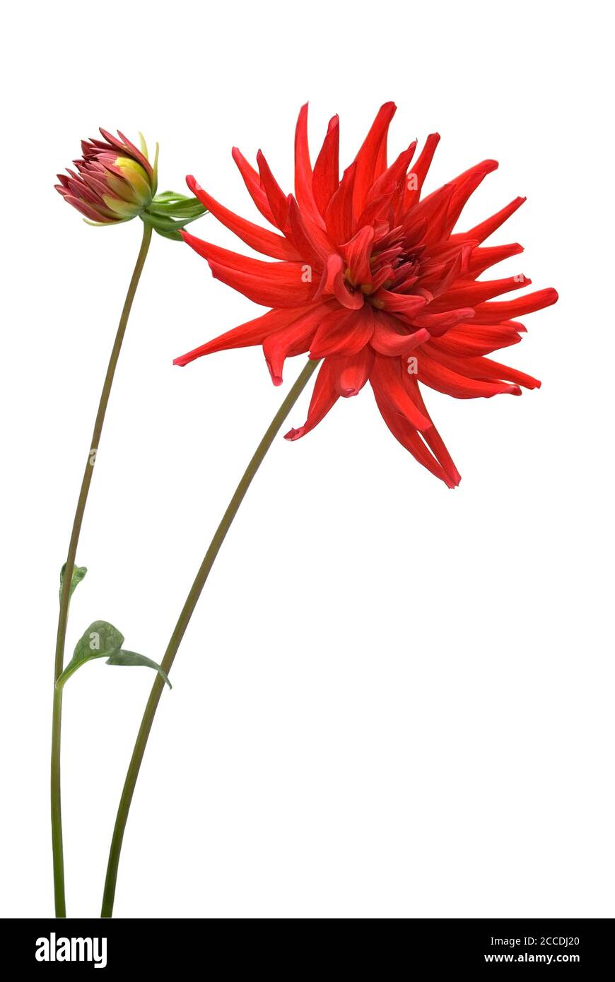 isolated flower lies on white background Stock Photo Alamy