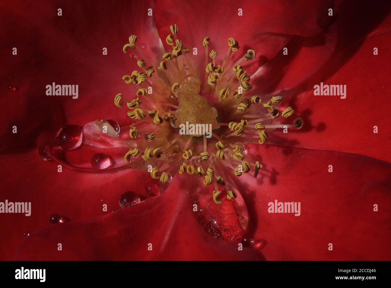 Detailed Rose High Resolution Stock Photography and Images - Alamy