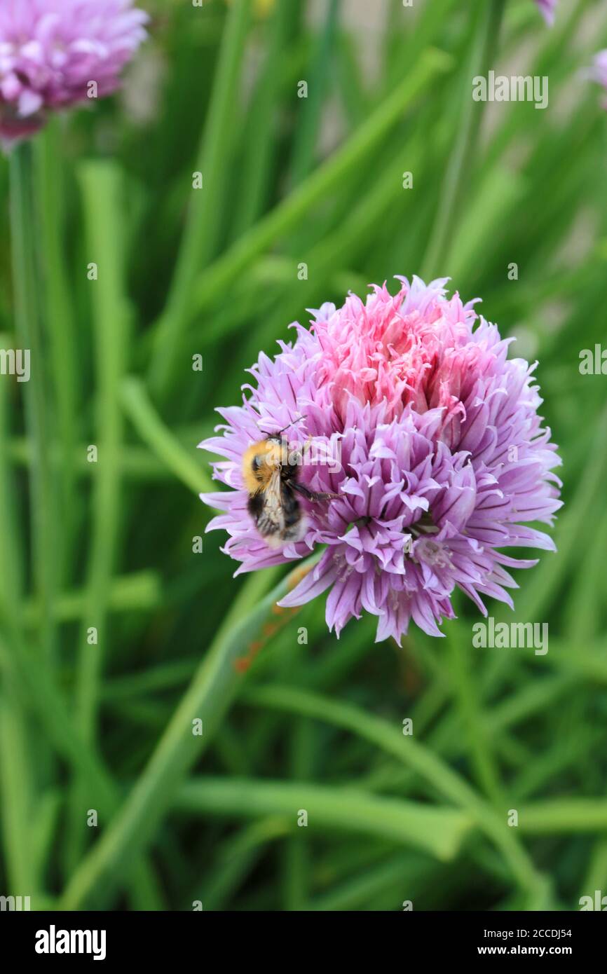 Bee chive hi-res stock photography and images - Alamy