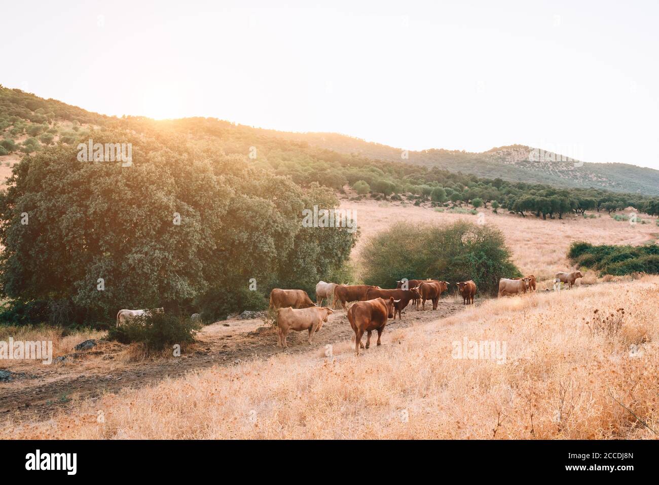 cows and bulls in the pasture of extremadura. Stock Photo