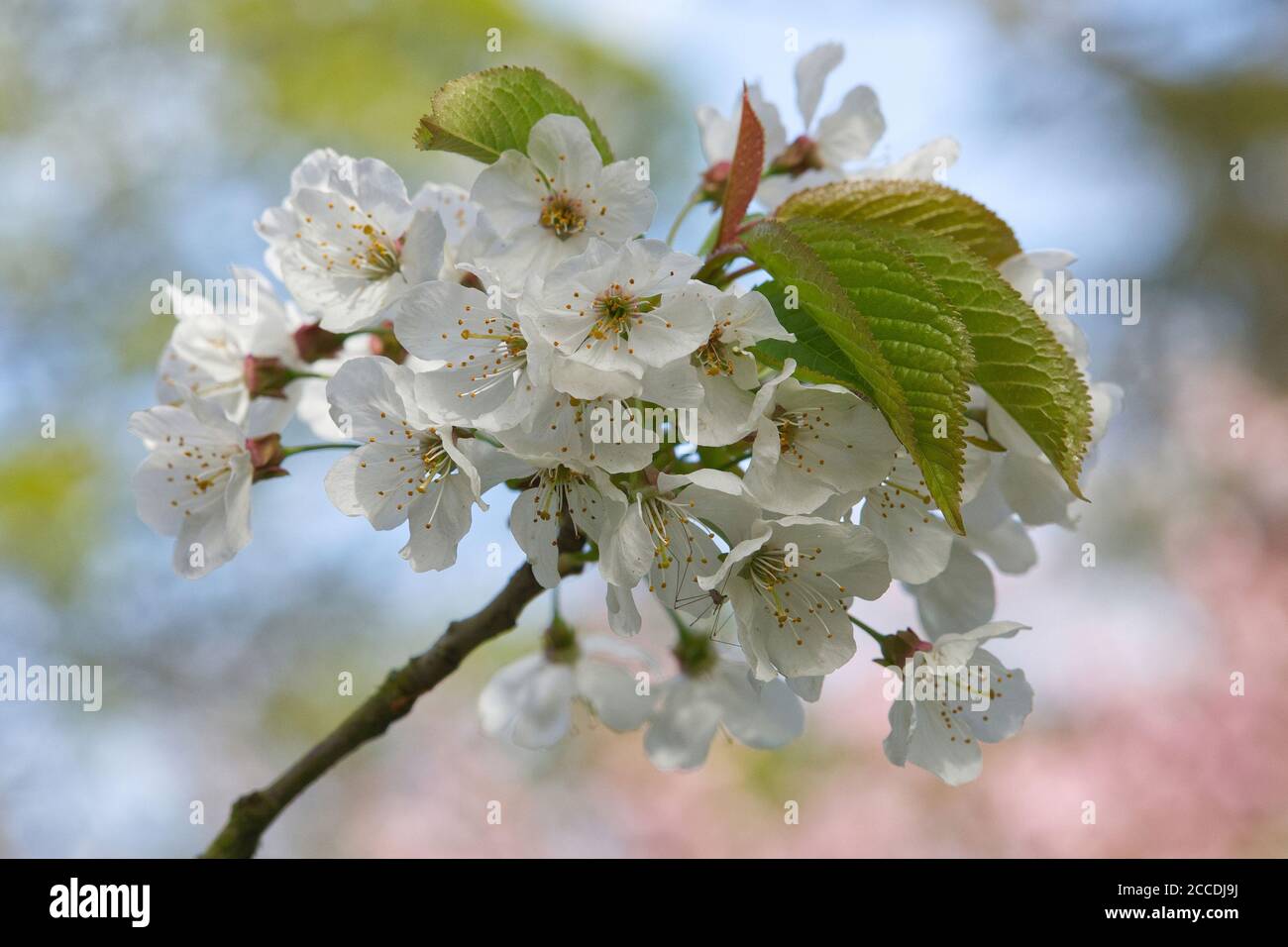 Blossom Time Stock Photo