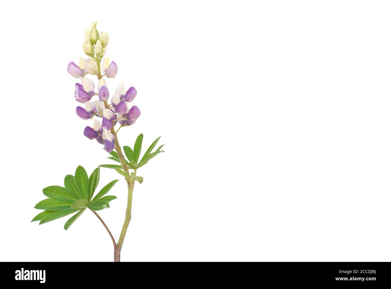 isolated lupine flowers lies on white background Stock Photo