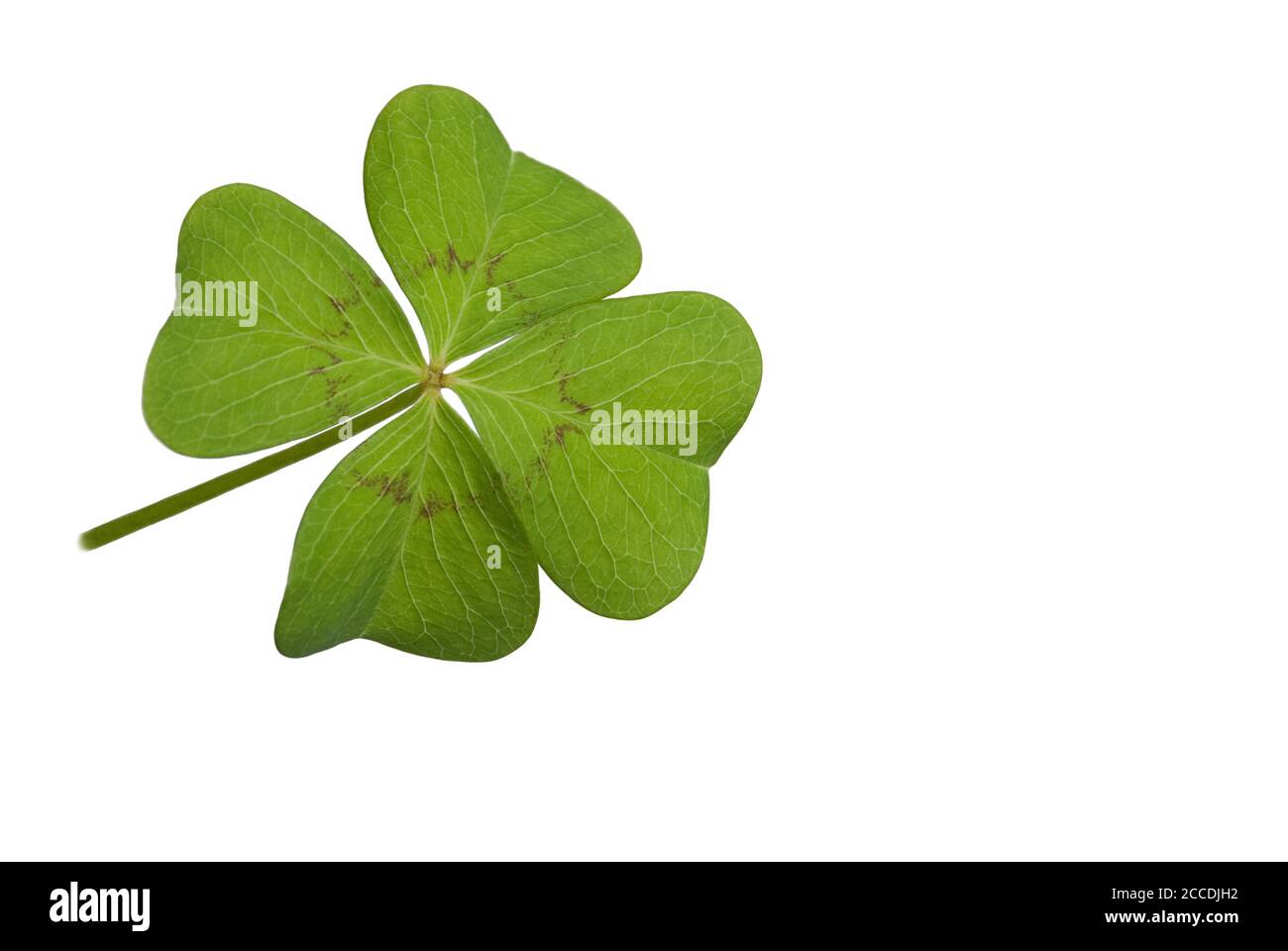 Lucky clover on a white background Stock Photo