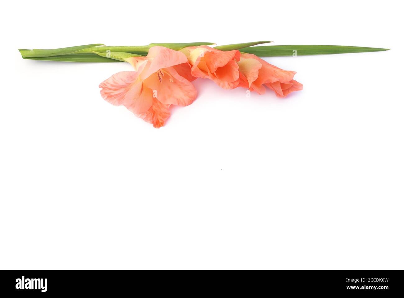 gladiolus lie on white background Stock Photo