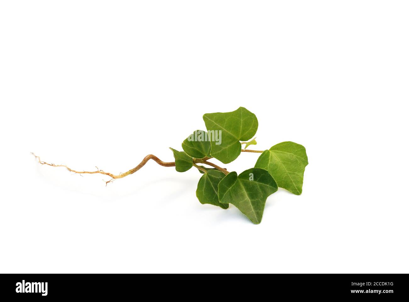 Ivy with roots lies on a white background Stock Photo