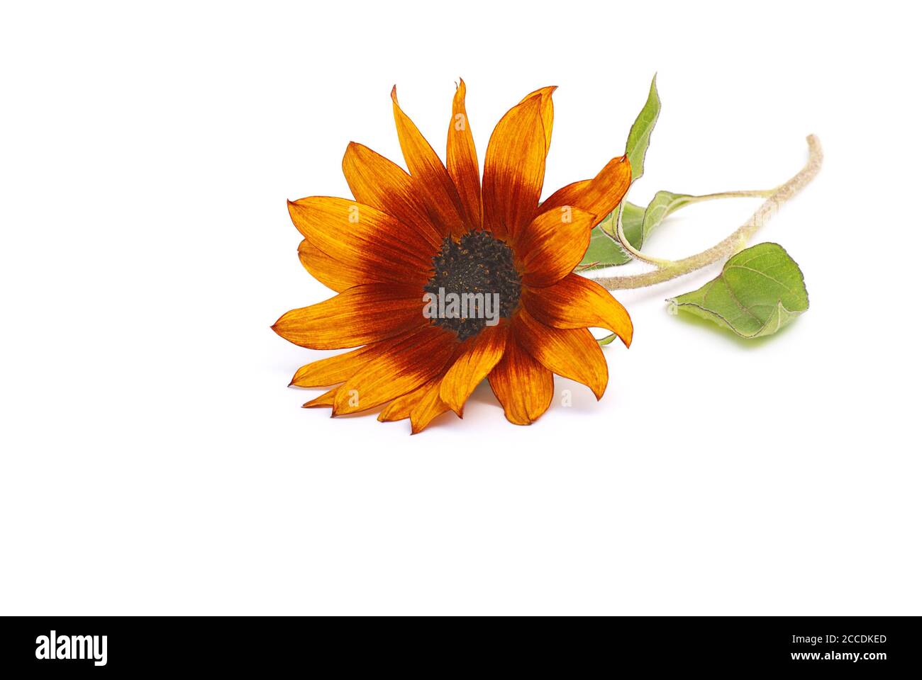 sunflower on white background Stock Photo