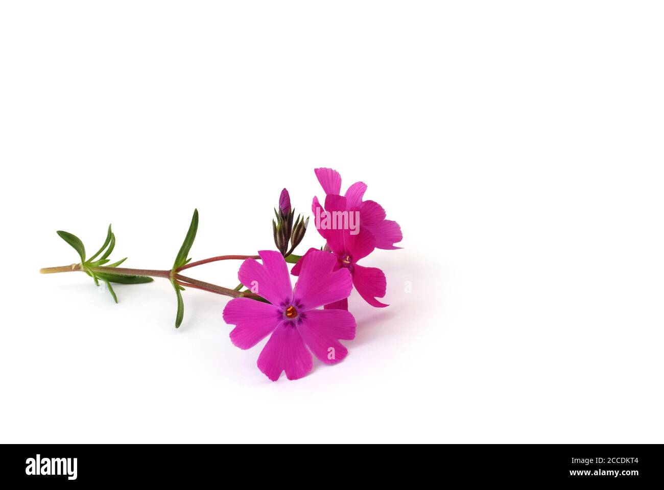 isolated phlox lies on white background Stock Photo