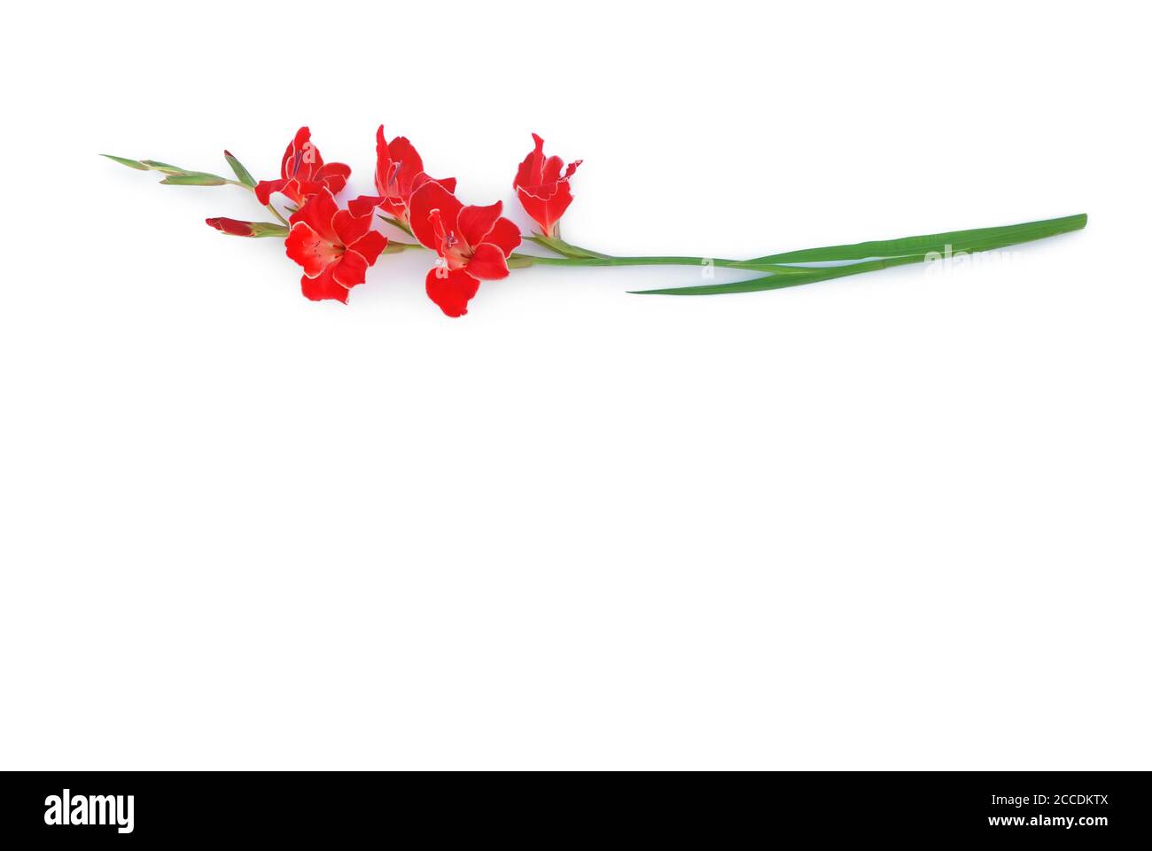 gladiolus lie on white background Stock Photo