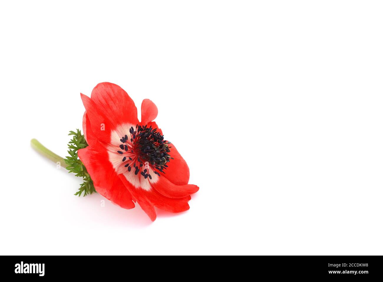 isolated anemone on white background Stock Photo - Alamy