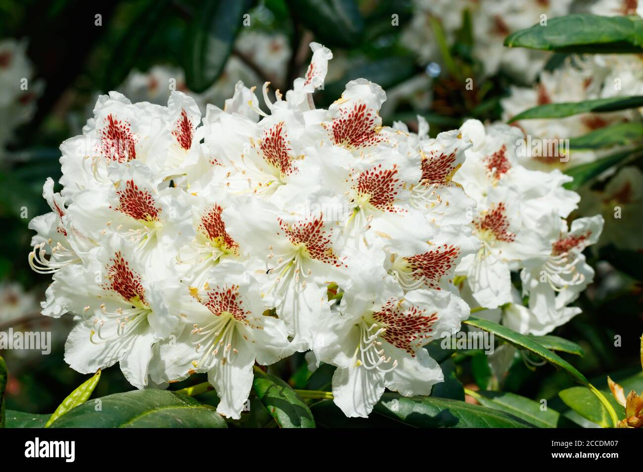 White rhododendron flowers in the park, Finland Stock Photo - Alamy
