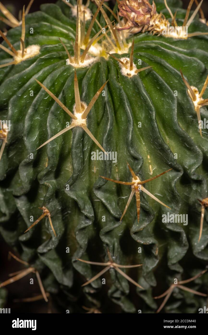 Stem and Spines of Stenocactus (Echinofossulocactus acroacanthus) Stock Photo