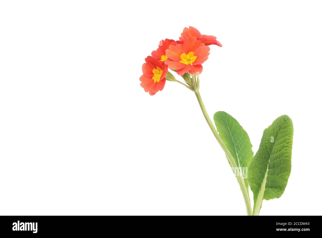 isolated Primula on white background Stock Photo