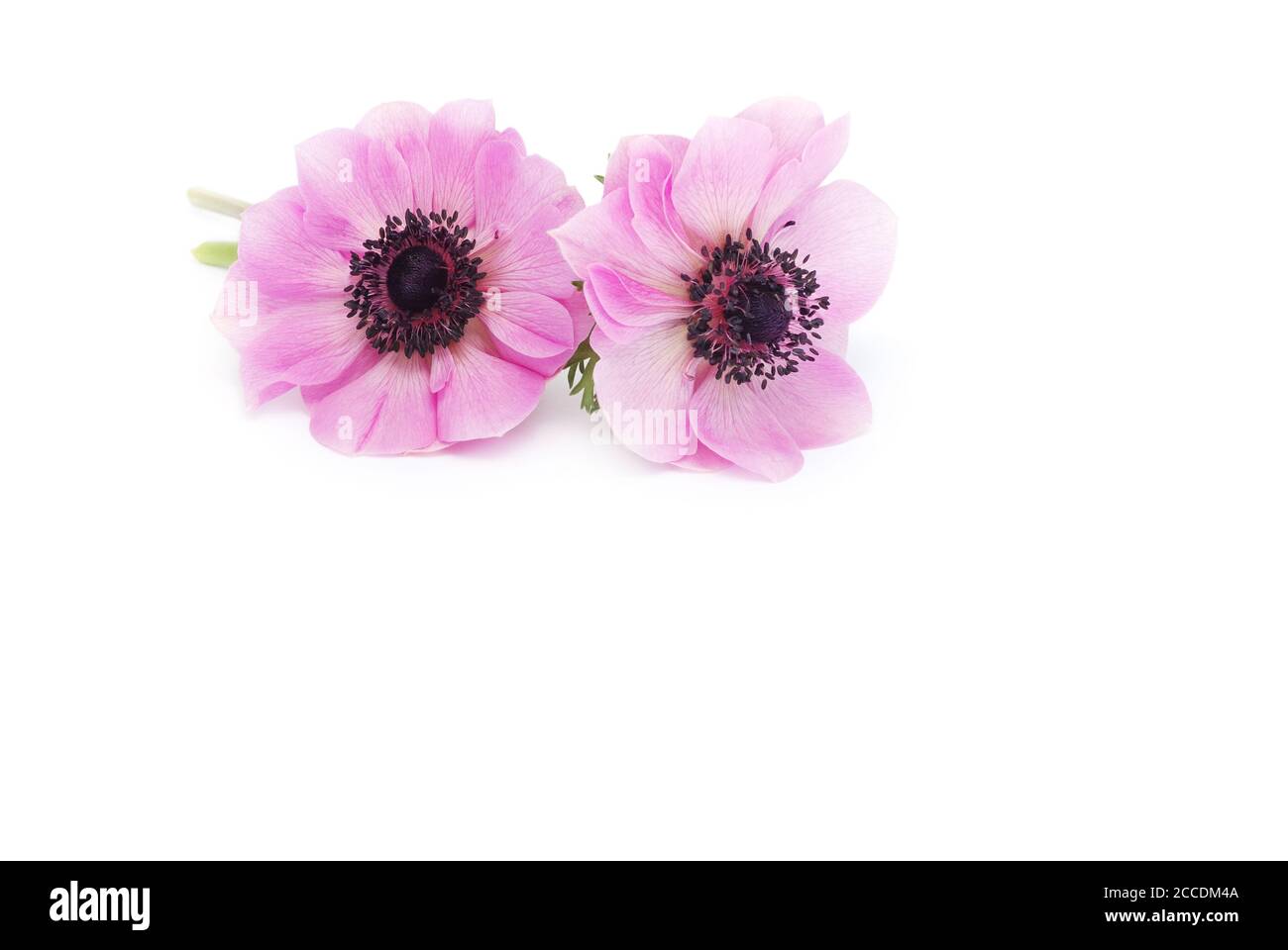 isolated anemone on white background Stock Photo - Alamy