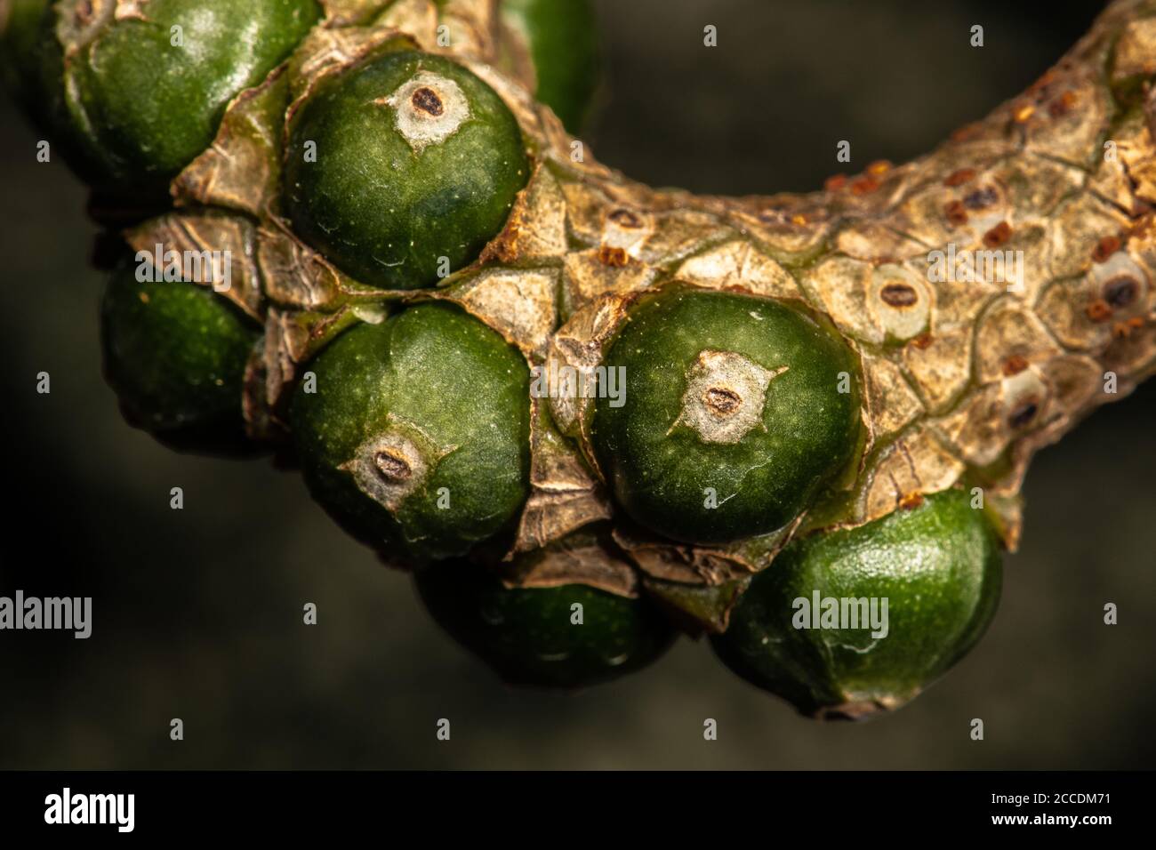 Developing Fruits of Crystal Anthurium (Anthurium crystallinum Stock