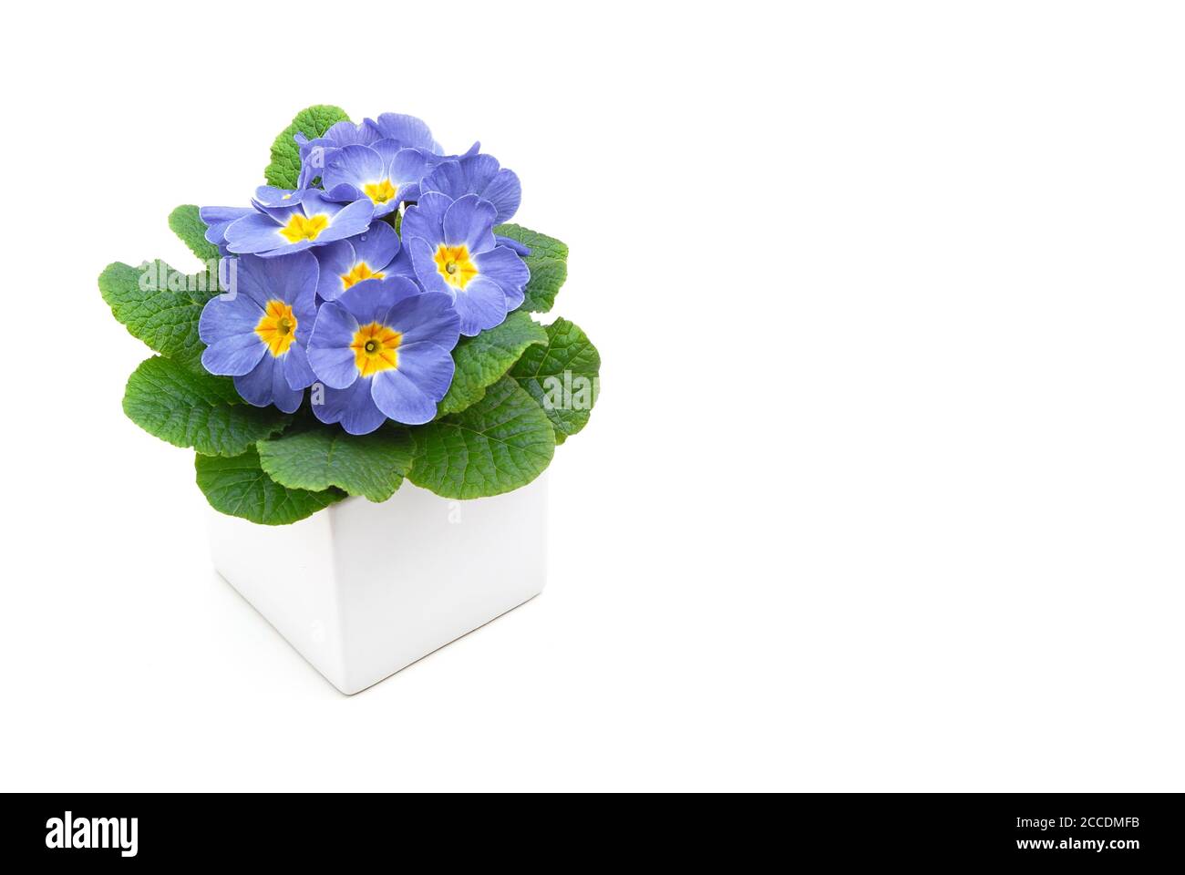 primroses in the flower pot Stock Photo