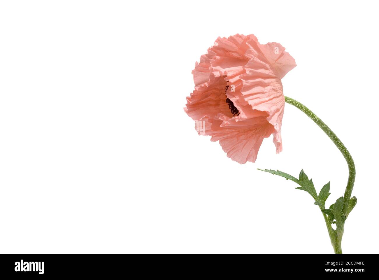 Poppy seeds on a white background Stock Photo