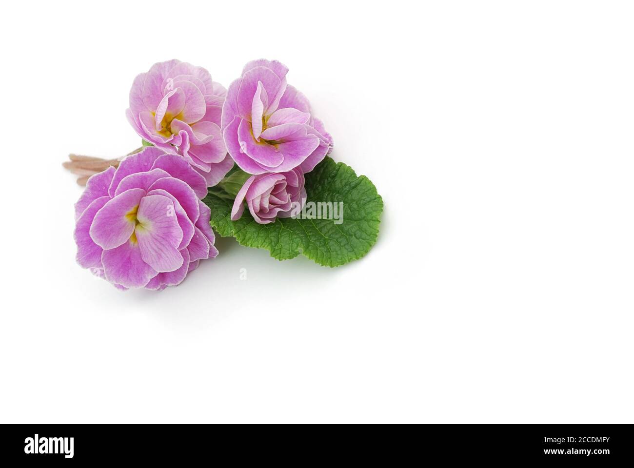 isolated Primula on white background Stock Photo